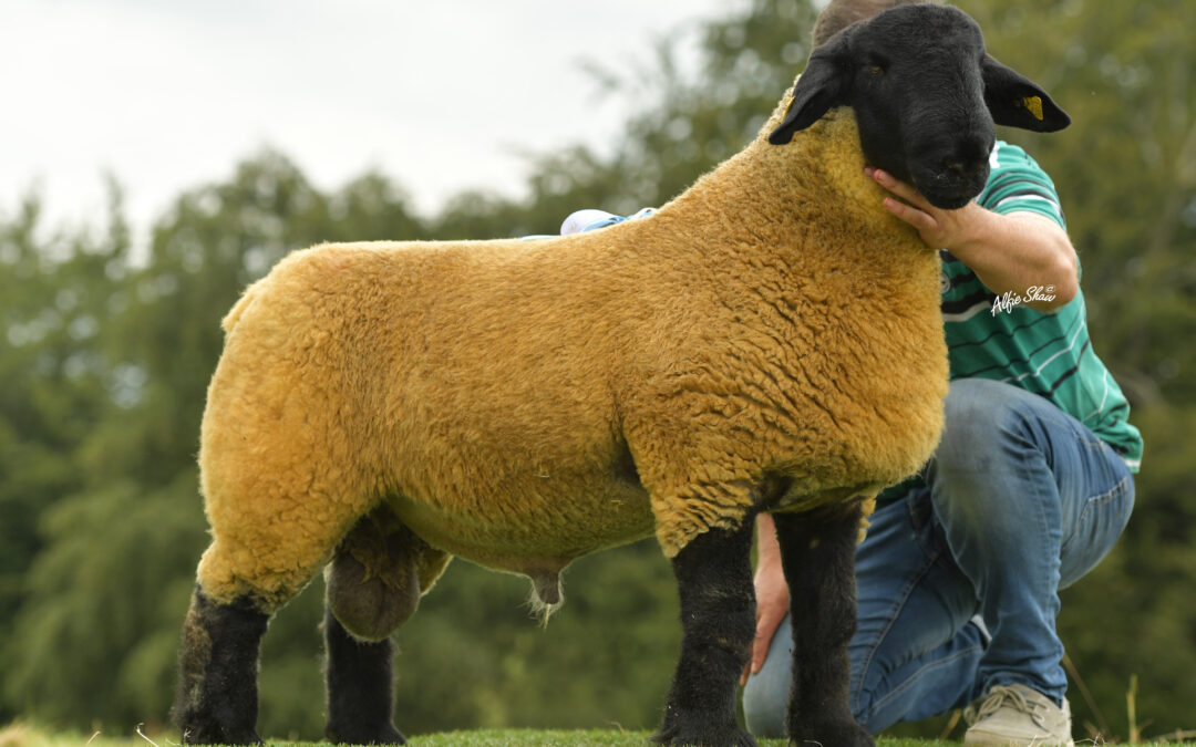South of Ireland Branch Premier Show and Sale – Blessington 2019