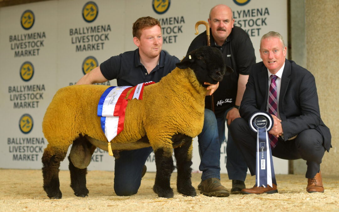 Northern Ireland Branch Premier Export Show and Sale- Ballymena 2019