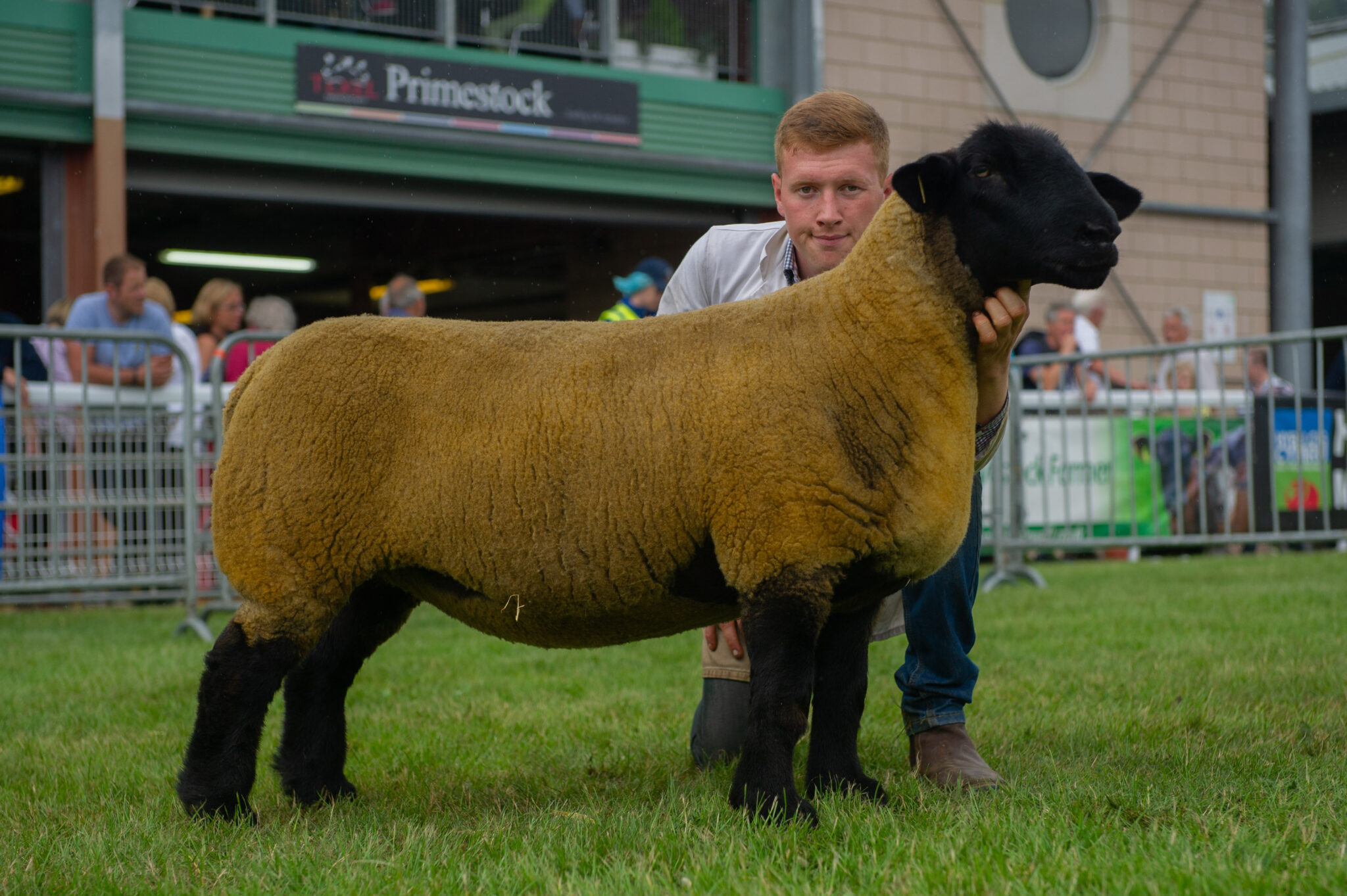 Royal Welsh Show 2019 Suffolk Sheep Society