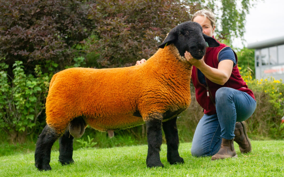 Northern Counties Branch Show and Sale – Carlisle 2019