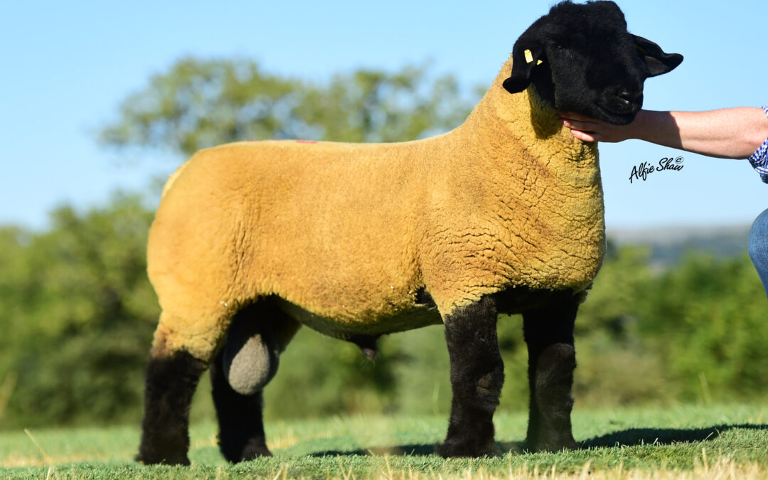 Sire of the Year – 2019
