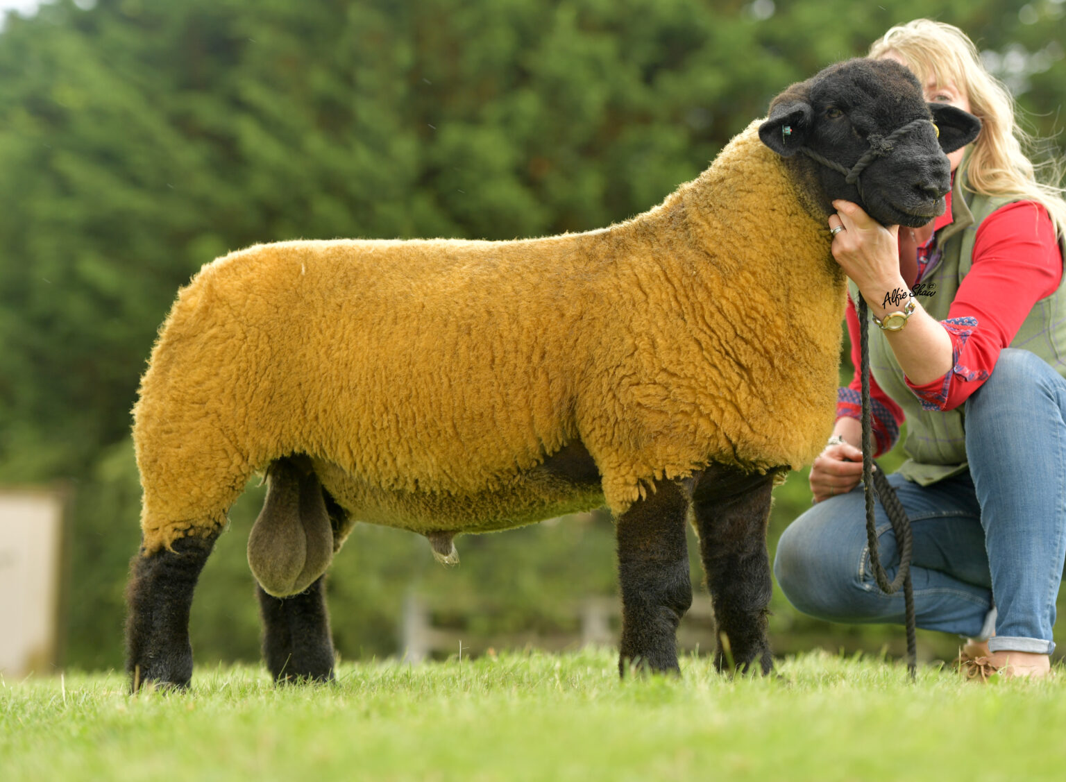National Suffolk Show and Sale Shrewsbury 2019 Suffolk Sheep Society
