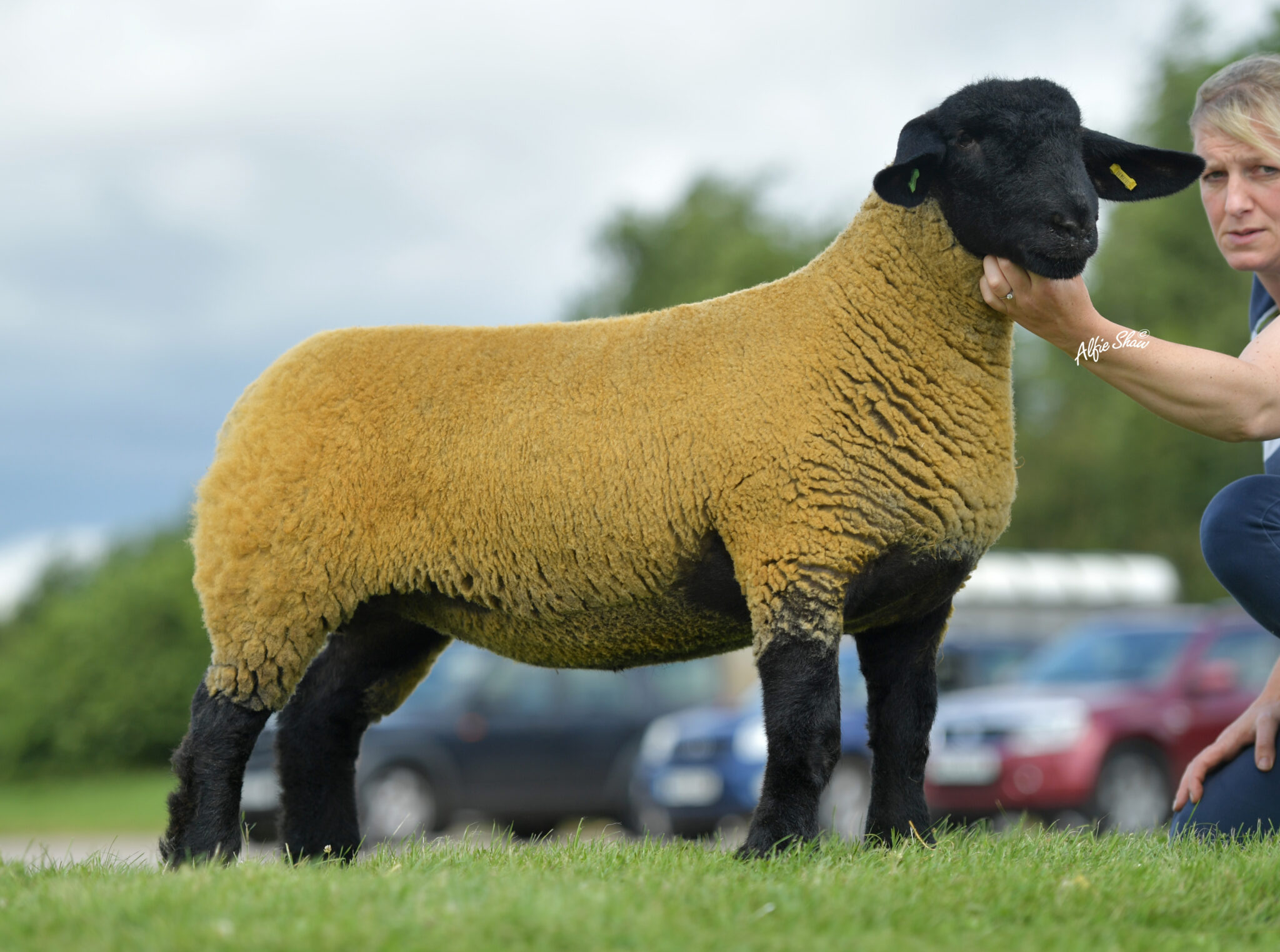 National Suffolk Show and Sale Shrewsbury 2019 Suffolk Sheep Society