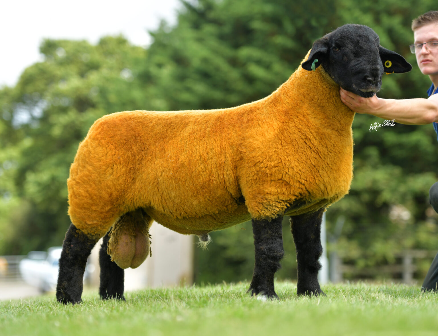 National Suffolk Show and Sale Shrewsbury 2019 Suffolk Sheep Society