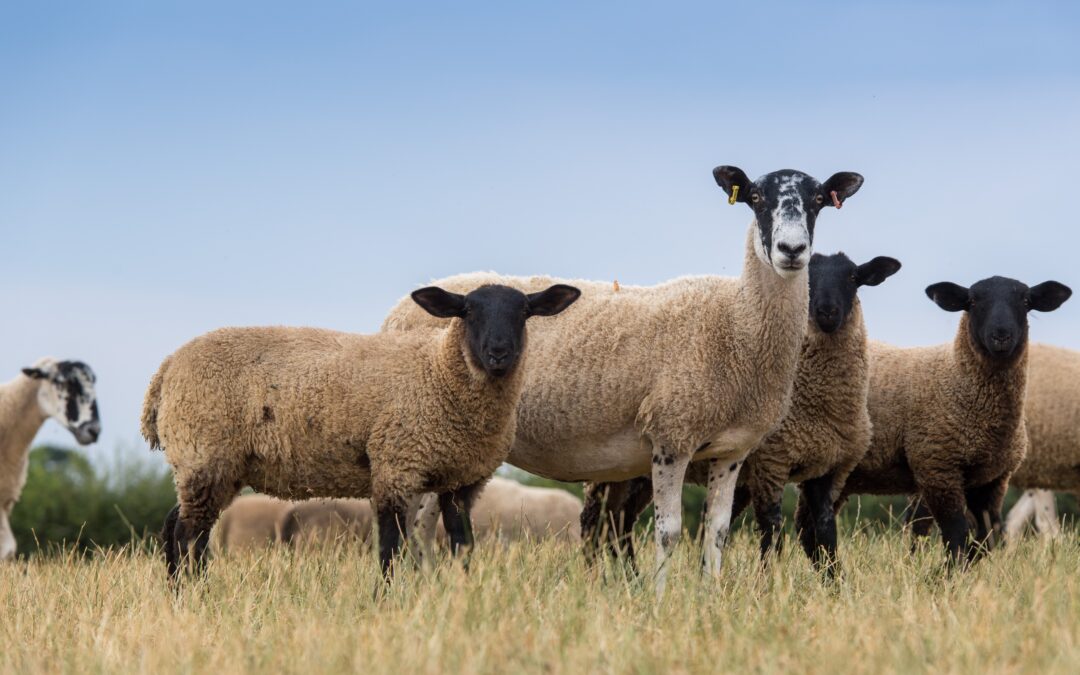 North of England Mule Suffolk Cross- the Ideal Lamb