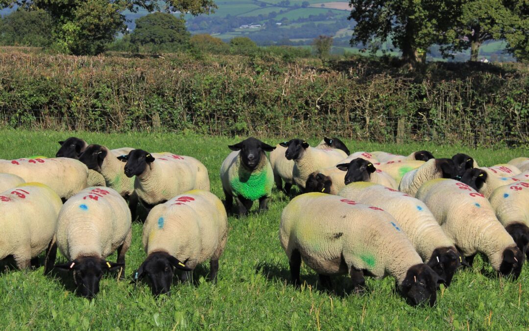 100 Years of Farming in Devon