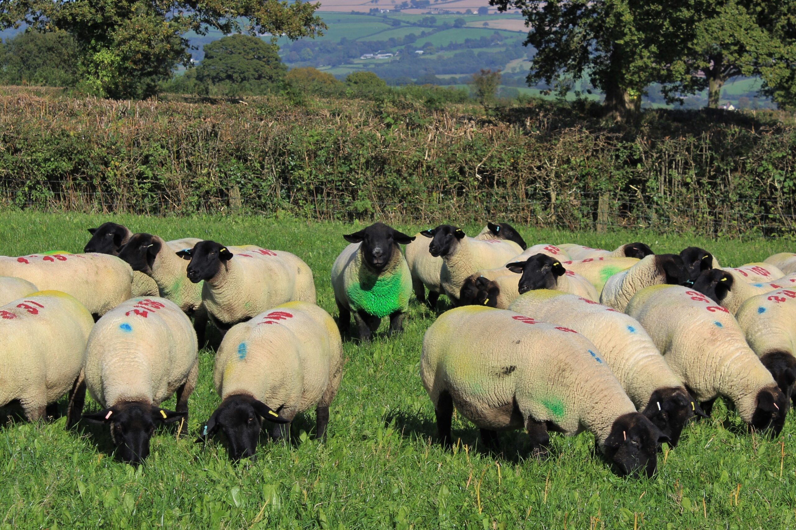 Hampshire Sheep: The Ultimate Farming Secret Revealed - an6evaq