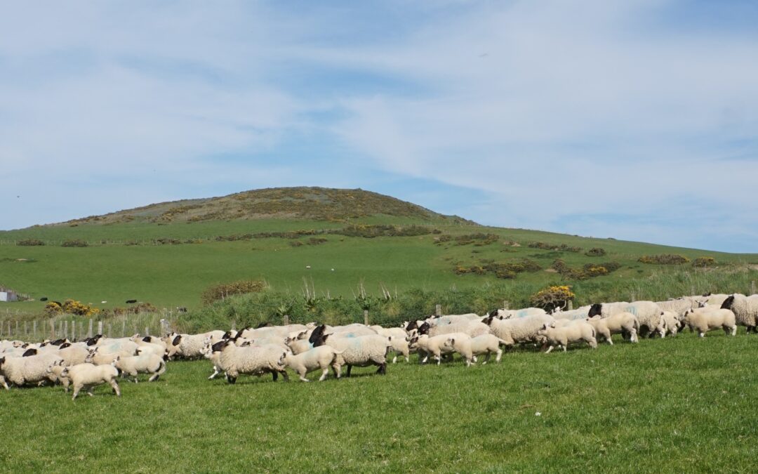 Suffolk’s Commercial Edge on the LLeyn Peninsula