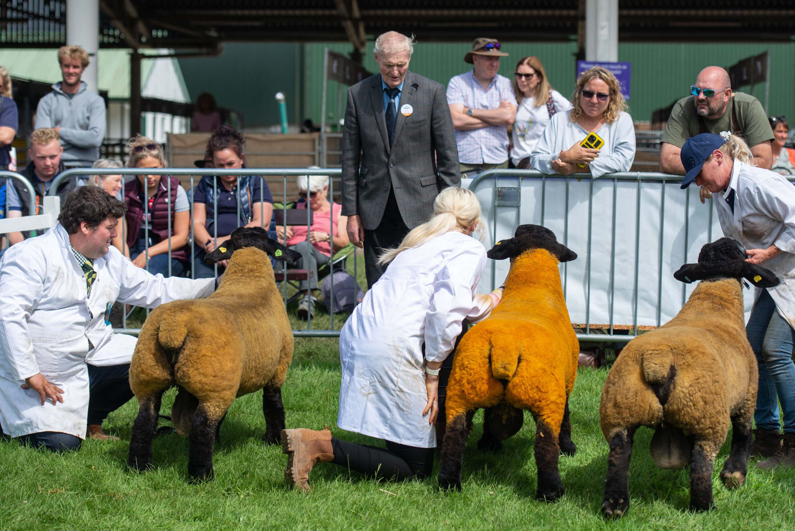Great Yorkshire Show 2021 Suffolk Sheep Society