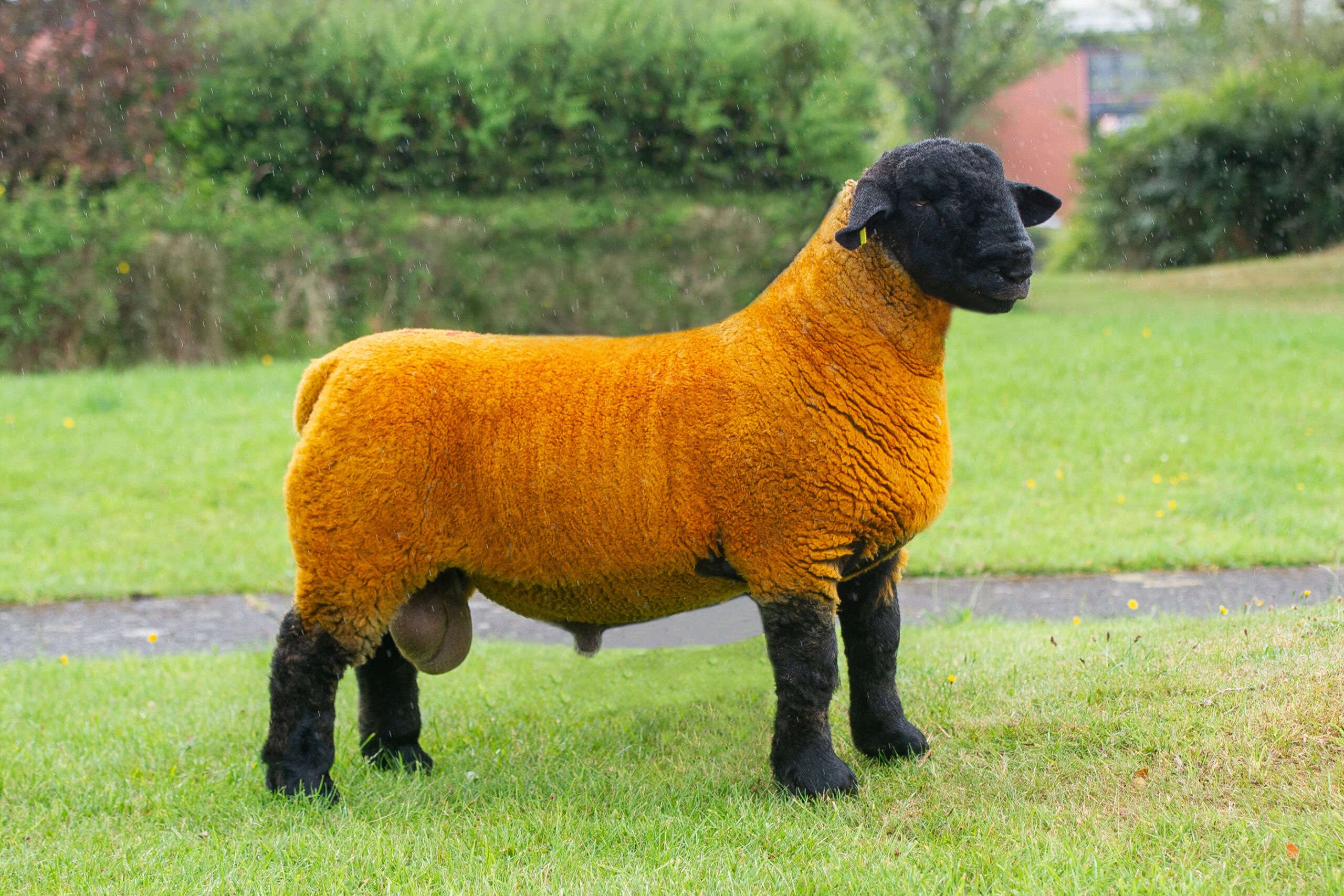 Northern Counties of England Show & Sale - Carlisle 2021 - Suffolk Sheep  Society