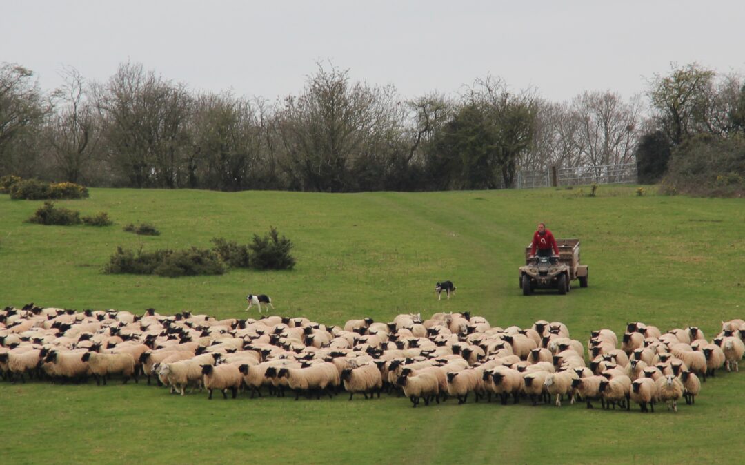 Suffolk Sired Lamb Ticks All the Boxes for The Halford Partnership