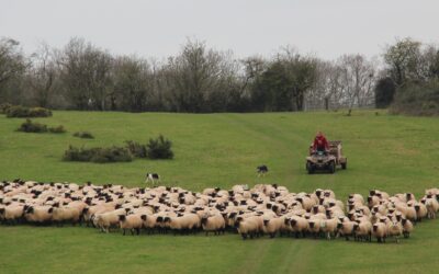 Suffolk Sired Lamb Ticks All the Boxes for The Halford Partnership