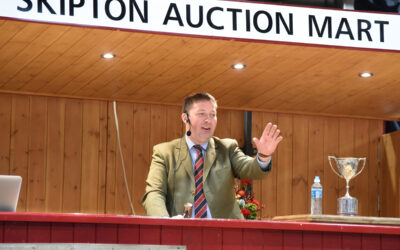 An Auctioneers Perspective- Suffolks, Ideally suited for early lamb production