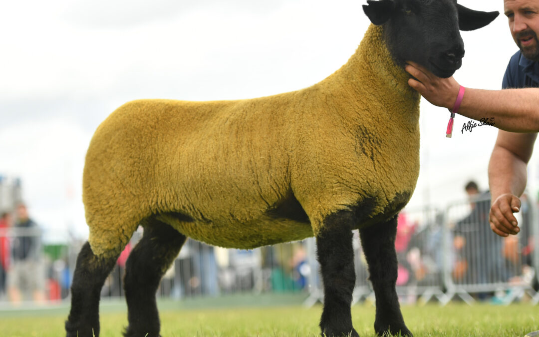 Royal Ulster Show – Balmoral 2022