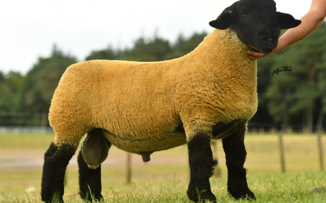 Sire of the Year 2023 – Strathbogie Stallone