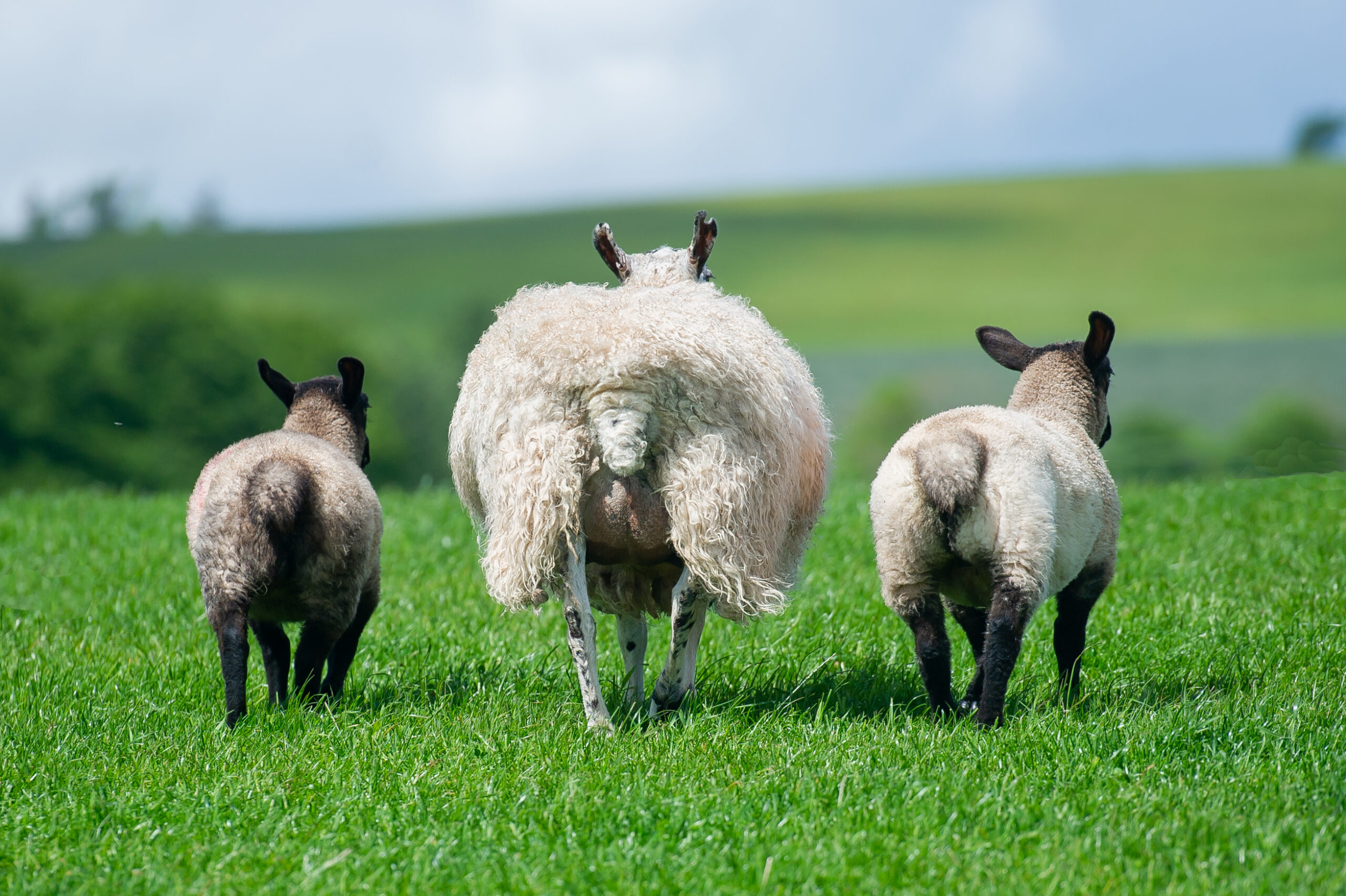 Suffolk Ewes - Exactly What is Required - Suffolk Sheep Society Suffolk Ewes - Exactly What is Required - Suffolk Sheep Society