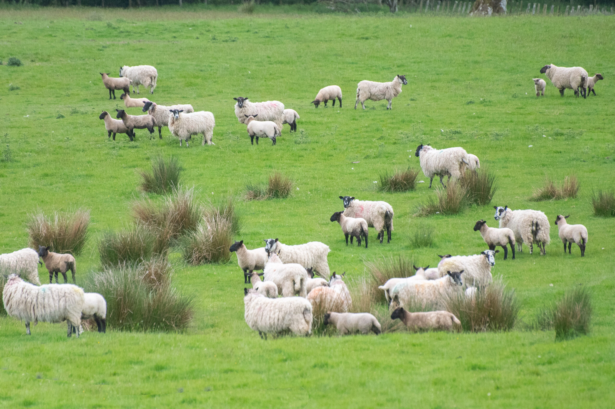 Raggiewhaite Farm Consistency With Suffolks Suffolk Sheep Society Raggiewhaite Farm Consistency With Suffolks Suffolk Sheep Society