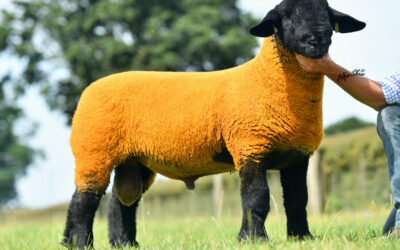 2022 Sire of the Year – Salopian Solid Gold
