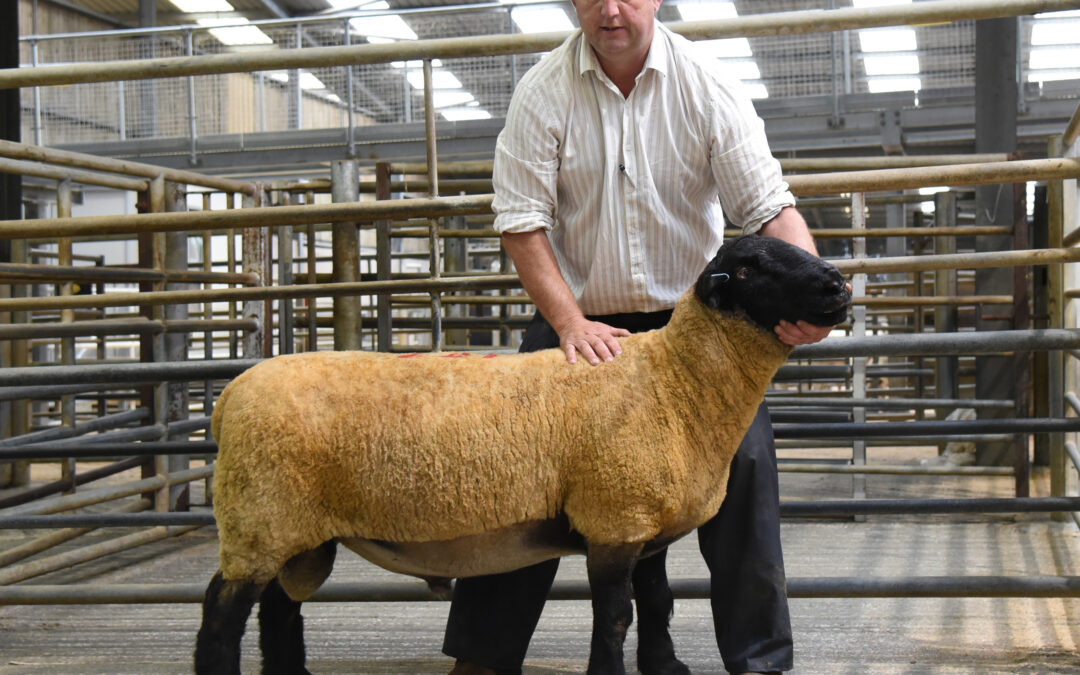 Suffolks Joint Top Pedigree at Skipton Multi-Breed