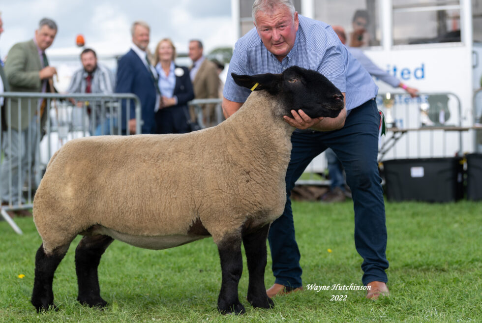 Westmorland County Show 2022 Suffolk Sheep Society