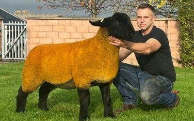Western Wonders Suffolks Sale