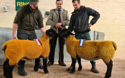 West Country SSA In lamb sale