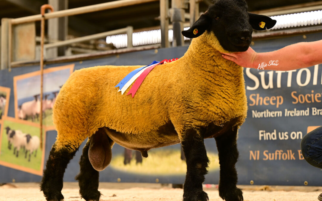 Northern Ireland Branch Premier Export Show and Sale – Ballymena 2023