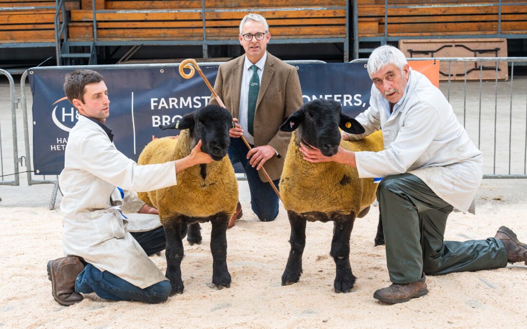 Carlisle & Northern Counties of England Branch Show & Sale – Borderway Mart Carlisle 2023