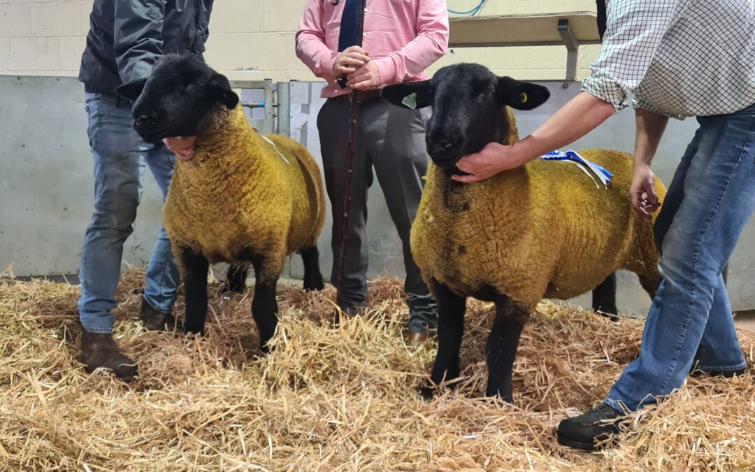 Sanctuary flock shearling takes top price at WCSSA in lamb ewe sale