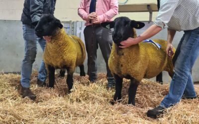 Sanctuary flock shearling takes top price at WCSSA in lamb ewe sale