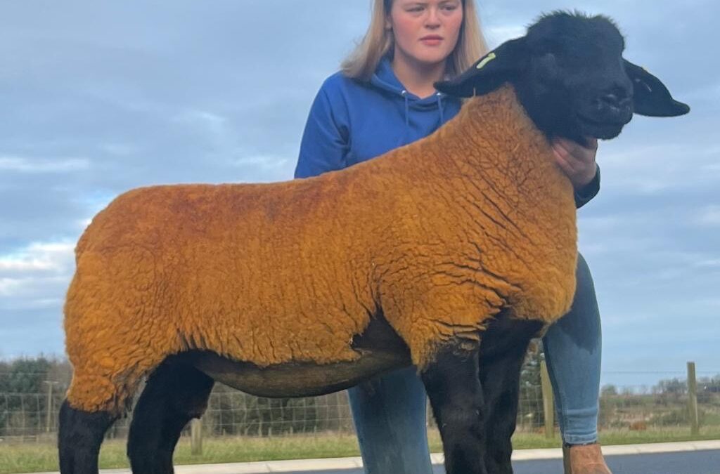 Cairnton achieves top price at Suffolk Supremes Female Sale