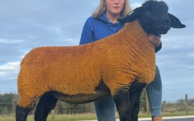 Cairnton achieves top price at Suffolk Supremes Female Sale