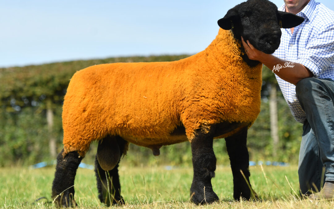 Updated – Sire of the Year 2023 – Salopian Stradale