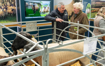 Flying the Suffolk flag at NSA Scotsheep 2024