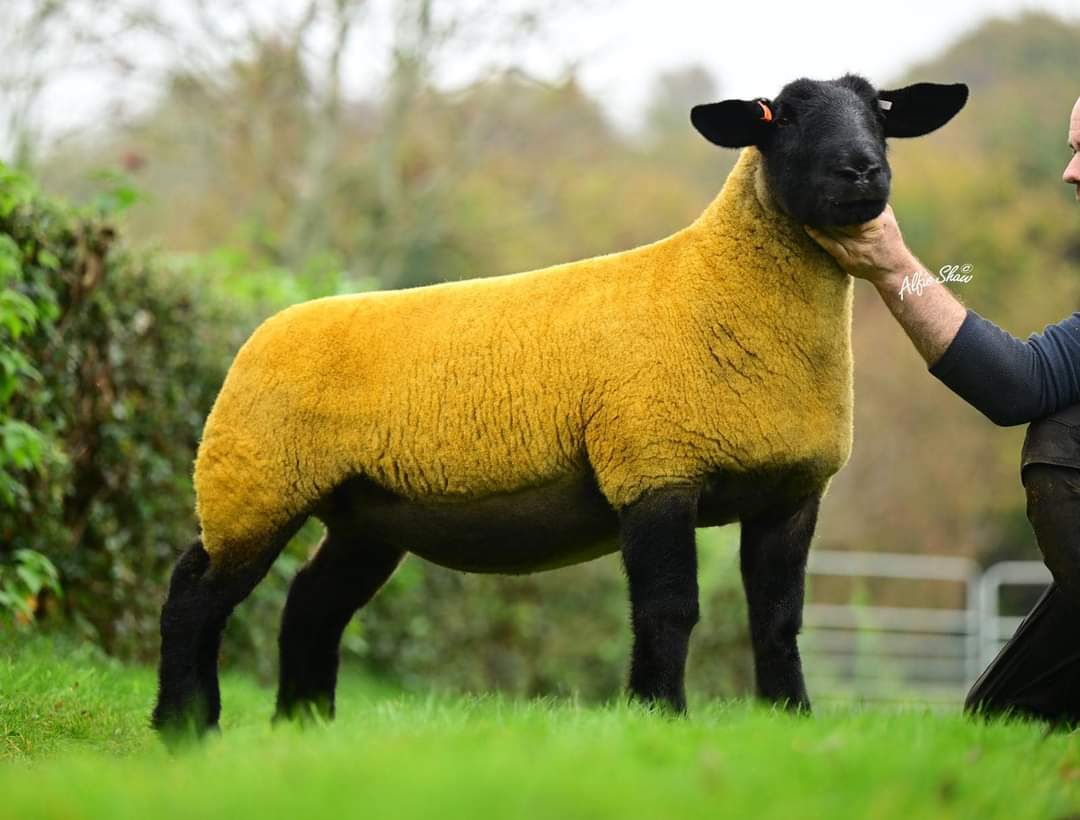 Stand out shearling from Bessiebell takes top price at the Great