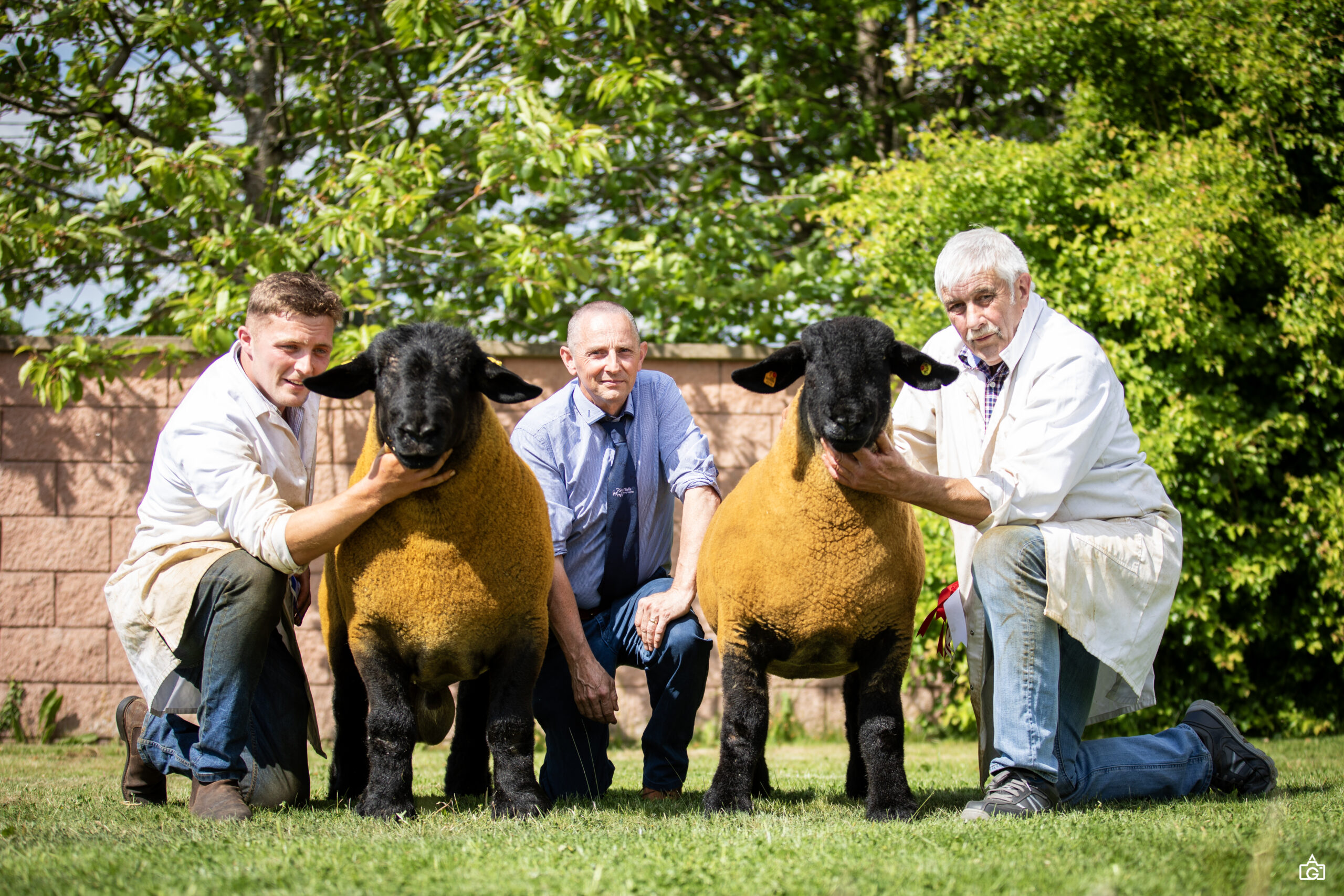 Western Area Branch Welsh National Show 2025 - Suffolk Sheep Society