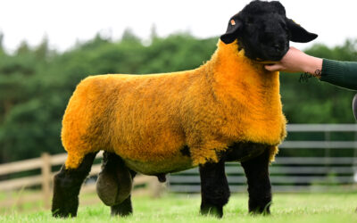 Sire of the Year 2025 – Howgillfoot Commander