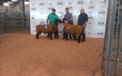 Shropshire & Montgomery Club Sale 2025