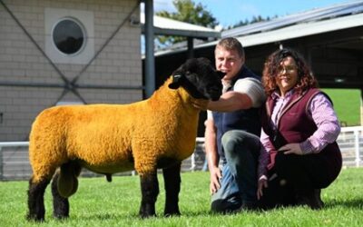 NSA Main Ram Sale – Builth Wells
