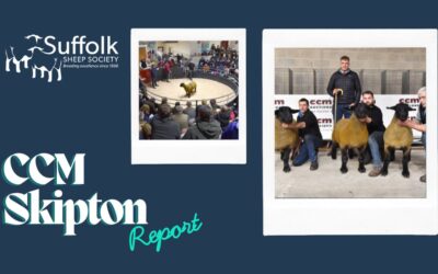 Suffolk females on fire at CCM Skipton breed highlight