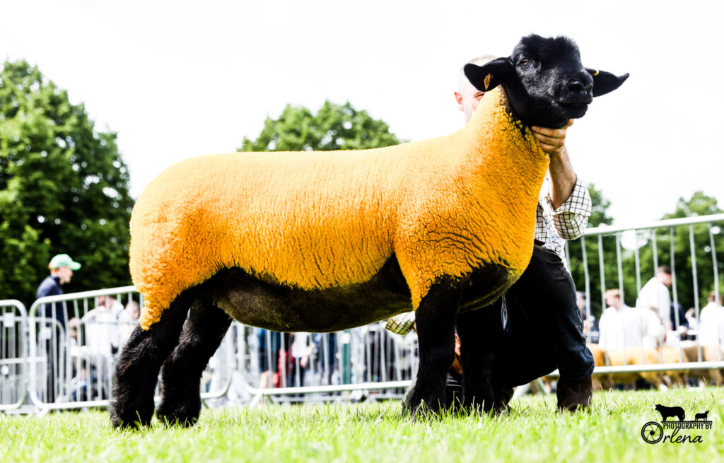 Royal Three Counties Show Report 2026 Suffolk Sheep Society Royal Three Counties Show Report 2026 Suffolk Sheep Society