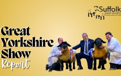 Great Yorkshire Show 2026 – Suffolk Sheep Take Centre Stage