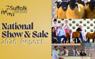 National Show and Sale 2026: Suffolk Quality on Display at Shrewsbury