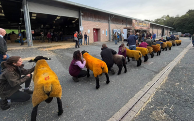 NSA Annual Main Ram Sale 2026: Strong Trade for MV Suffolk Ram Lambs at Builth Wells